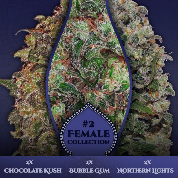 Dope Breeders - 00 Seeds Female Collection #2 Image