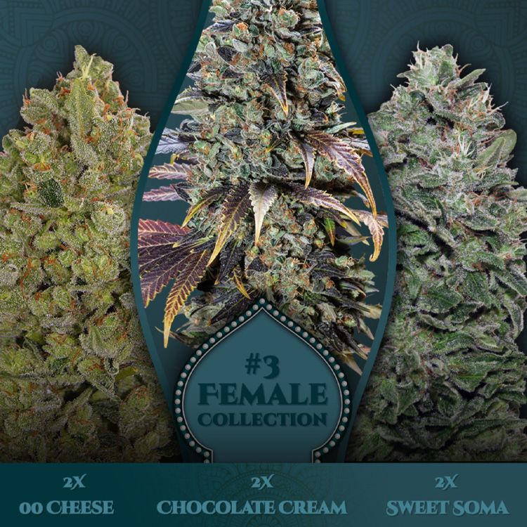 Dope Breeders - 00 Seeds Female Collection #3 Image