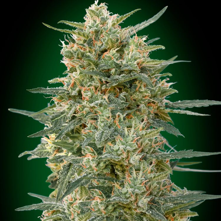 Dope Breeders - 00 Seeds Gorilla Fast Image