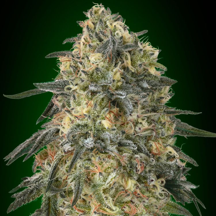 Dope Breeders - 00 Seeds Gorilla Image