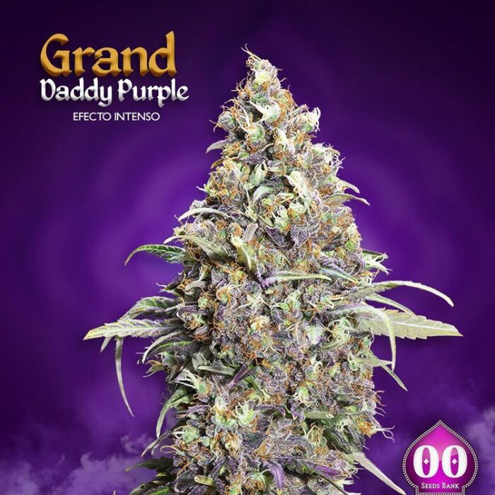 Dope Breeders - 00 Seeds Grand Daddy Purple Image