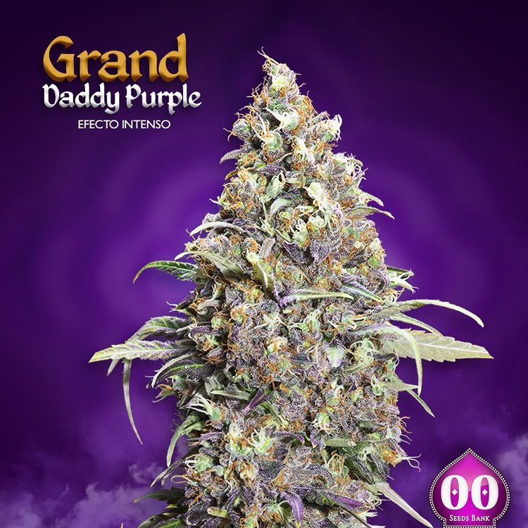 Dope Breeders - 00 Seeds Grand Daddy Purple Image