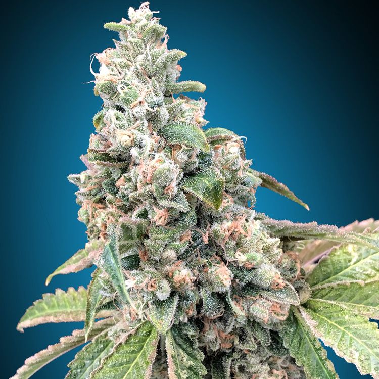 Dope Breeders - 00 Seeds Harlequin CBD Image