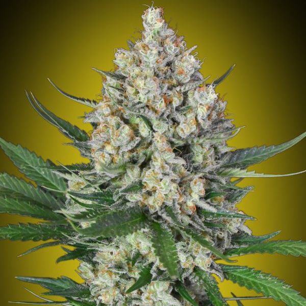 Dope Breeders - 00 Seeds Lemon OG Image