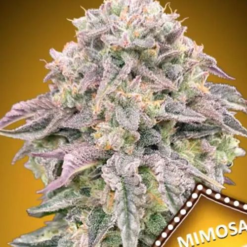 Dope Breeders - 00 Seeds Mimosa Image