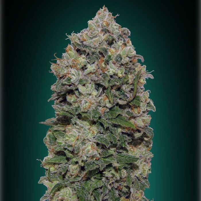 Dope Breeders - 00 Seeds Northern Lights Image