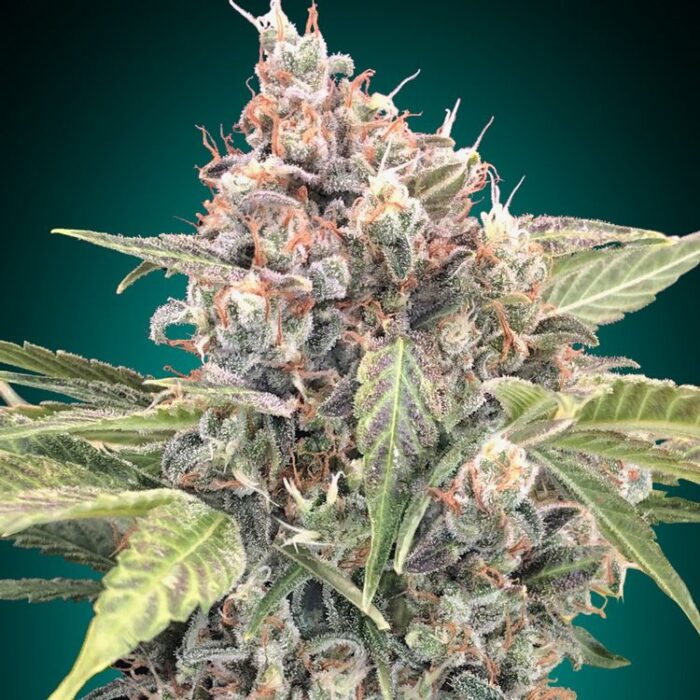 Dope Breeders - 00 Seeds Northern Lights CBD Image