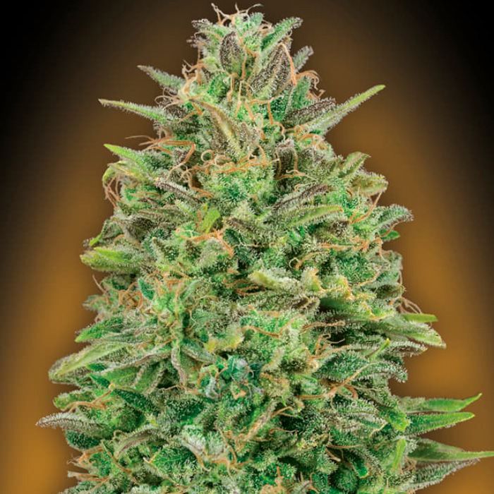 Dope Breeders - 00 Seeds OO Skunk Image