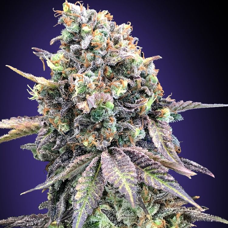 Dope Breeders - 00 Seeds Purple Punch Image