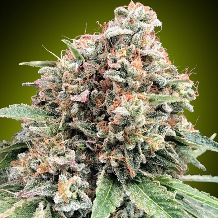 Dope Breeders - 00 Seeds Sweet Critical 2.0 Image