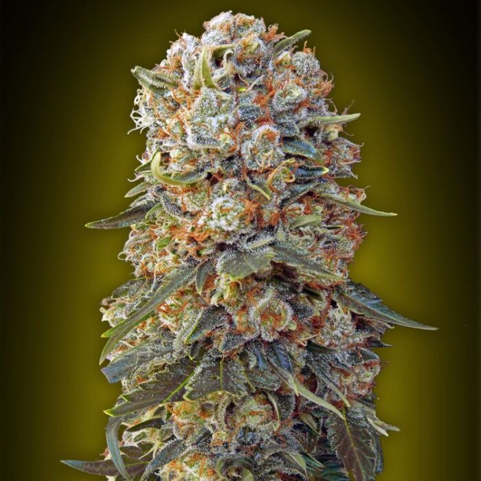 Dope Breeders - 00 Seeds Sweet Critical Image