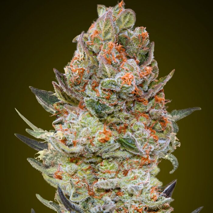 Dope Breeders - 00 Seeds Sweet Critical CBD Image