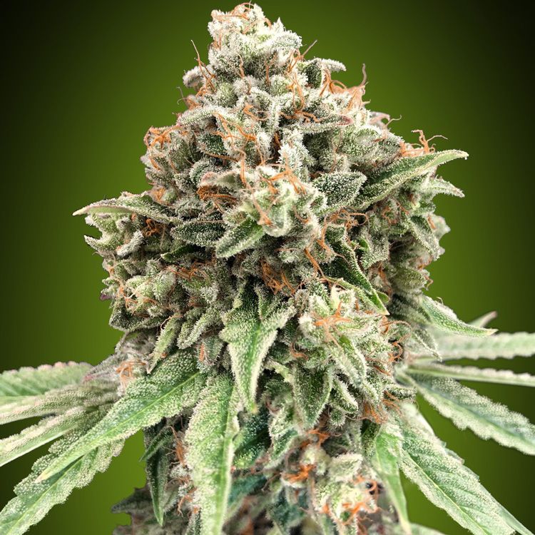 Dope Breeders - 00 Seeds Sweet Critical Fast Version Image