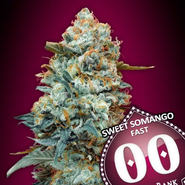 Dope Breeders - 00 Seeds Sweet Somango Fast Version Image