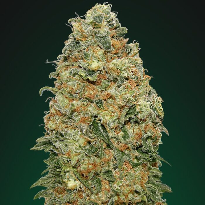 Dope Breeders - 00 Seeds White Widow Image