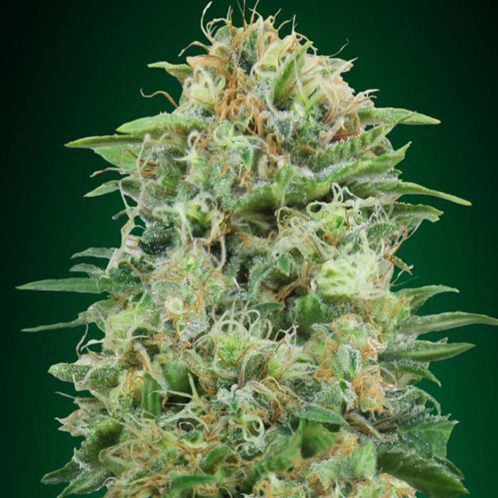 Dope Breeders - 00 Seeds White Widow CBD Image