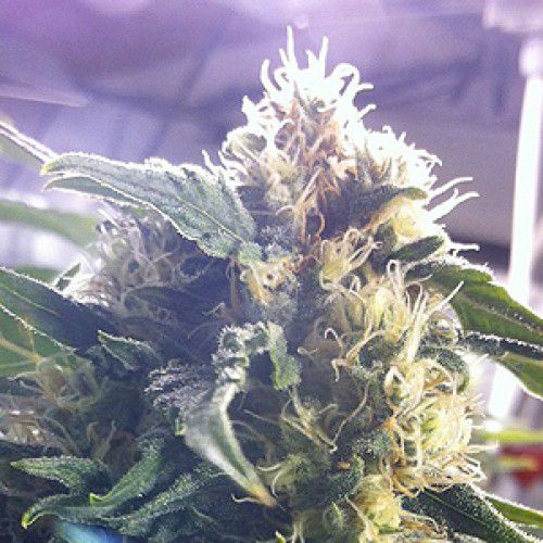 Dope Breeders - 710 Genetics Andromina Image