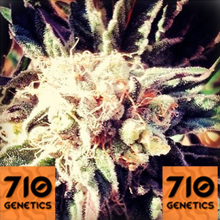 Dope Breeders - 710 Genetics Fruity Widow Image