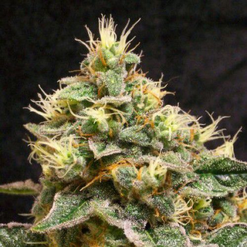 Dope Breeders - 710 Genetics Sweet Stilton aka Sweet Cheese Image