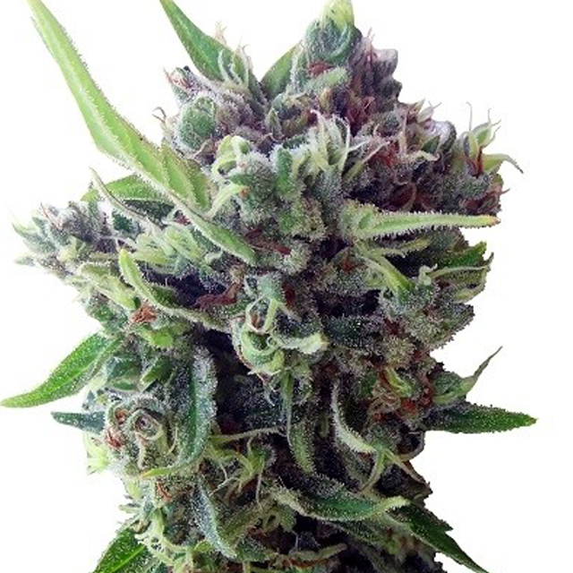 Dope Breeders - ACE SEEDS Auto Zamaldelica Image