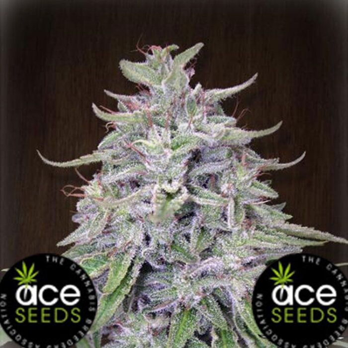 Dope Breeders - ACE SEEDS Bangi Haze Image