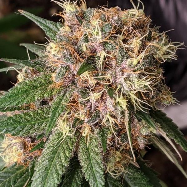 Dope Breeders - ACE SEEDS Bubba Kush x PCK Image