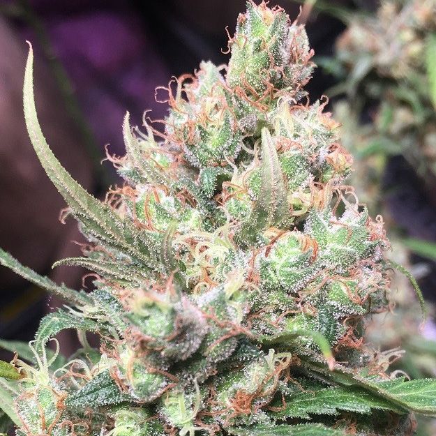 Dope Breeders - ACE SEEDS C5 Haze x Kali China Image