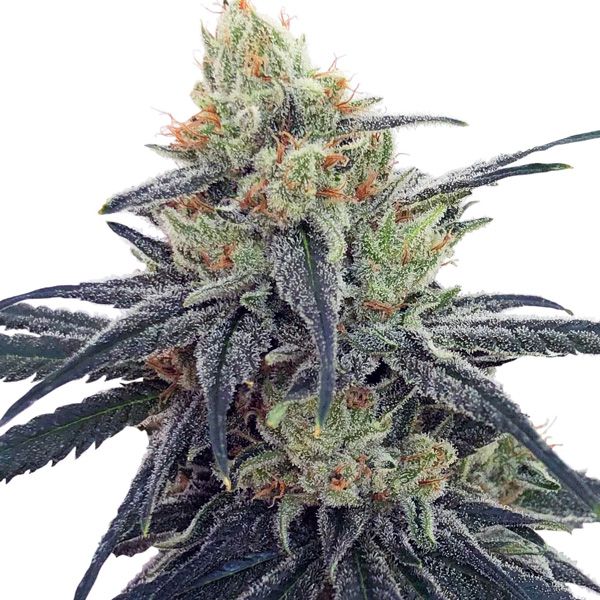 Dope Breeders - ACE SEEDS CBD #1 Image