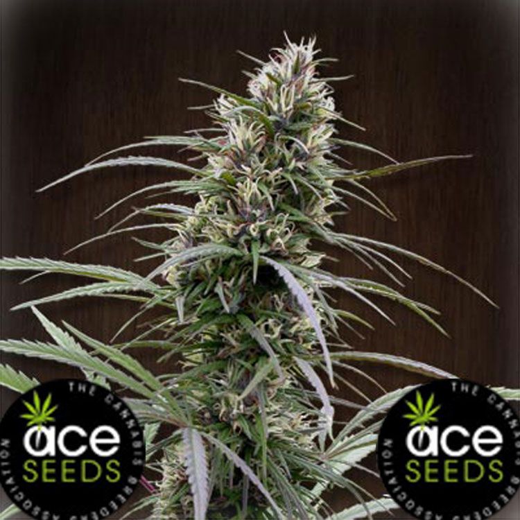 Dope Breeders - ACE SEEDS Congo Image