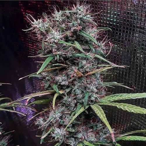 Dope Breeders - ACE SEEDS Ethiopia x Malawi Image