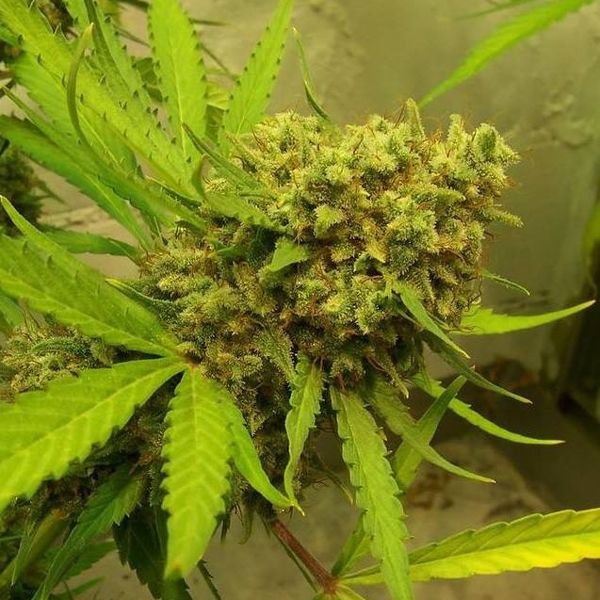 Dope Breeders - ACE SEEDS Golden Tiger Image