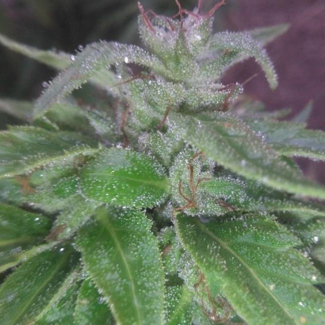 Dope Breeders - ACE SEEDS Green Haze 19 A5 Image