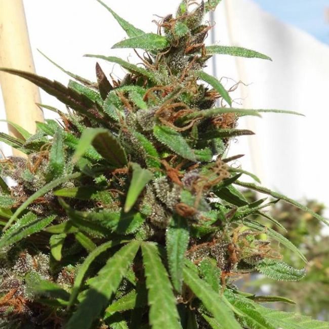 Dope Breeders - ACE SEEDS Honduras Image