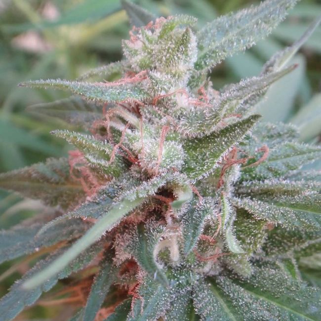 Dope Breeders - ACE SEEDS Kali China Image