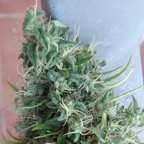 Dope Breeders - ACE SEEDS Lebanese Image