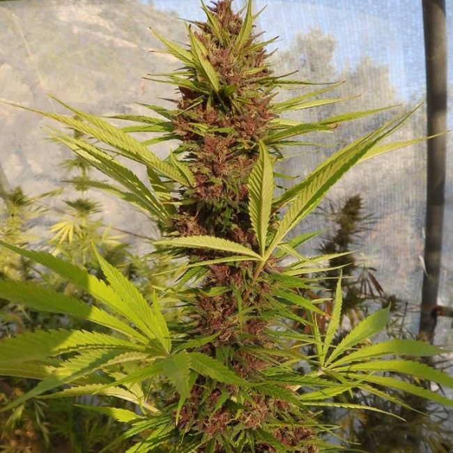 Dope Breeders - ACE SEEDS Malawi x PCK Image