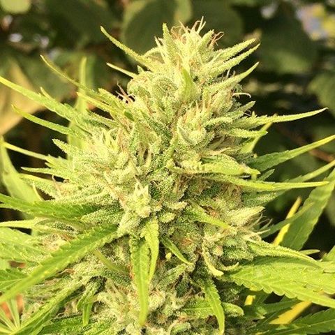 Dope Breeders - ACE SEEDS Malawi x Panama Image