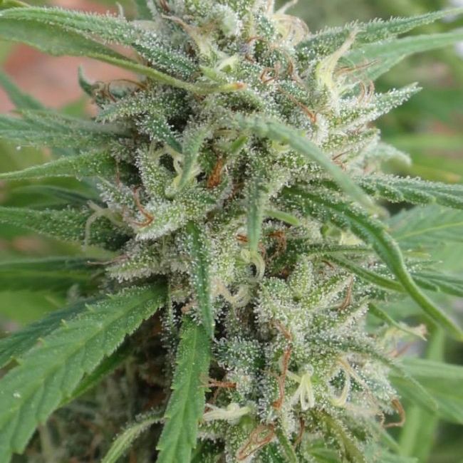 Dope Breeders - ACE SEEDS Malawi Image