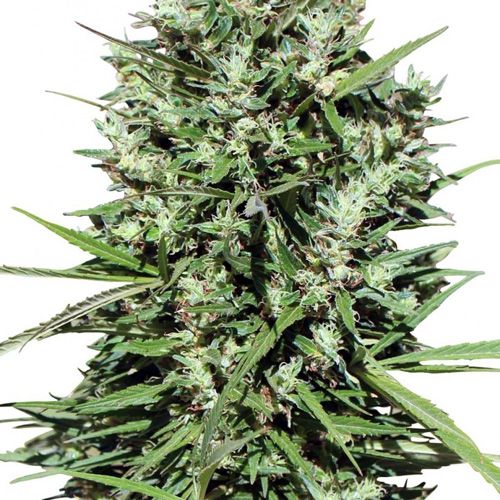 Dope Breeders - ACE SEEDS Morocco Beldia Kif Image