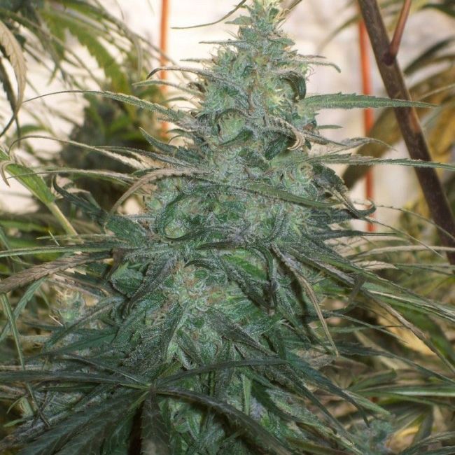 Dope Breeders - ACE SEEDS Mountain Gold Image