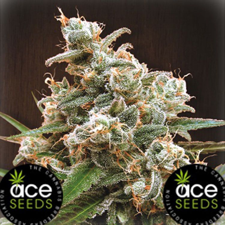 Dope Breeders - ACE SEEDS Nepal Jam Image