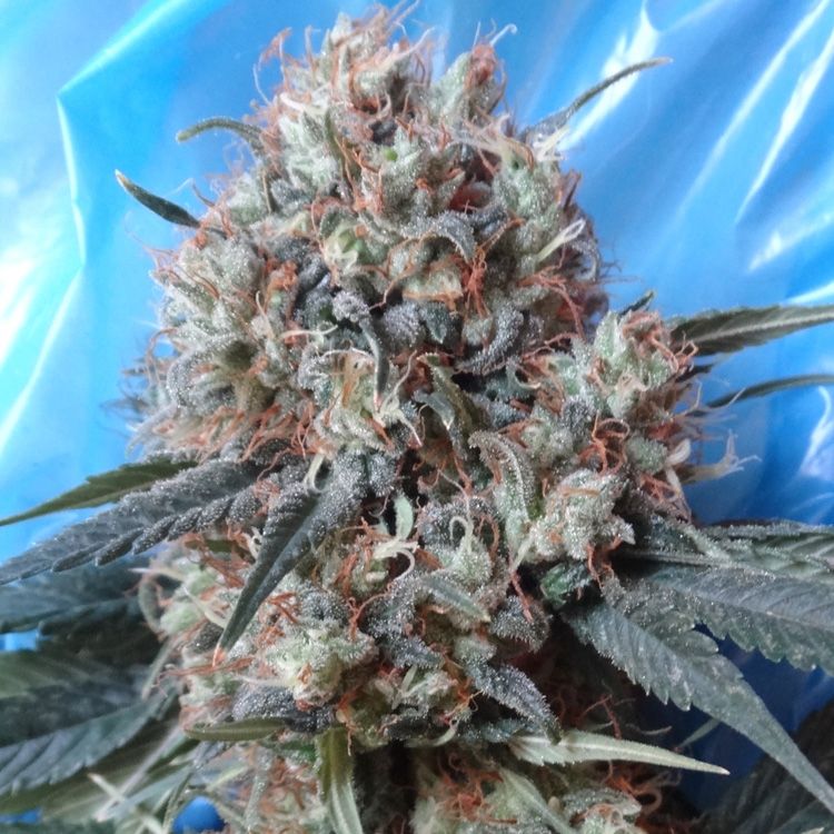 Dope Breeders - ACE SEEDS Nepal Jam x Kali China Image