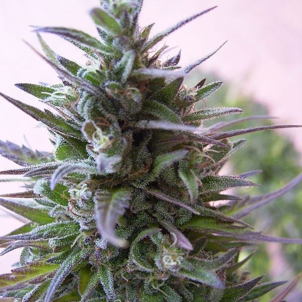 Dope Breeders - ACE SEEDS Nepal Mist Image