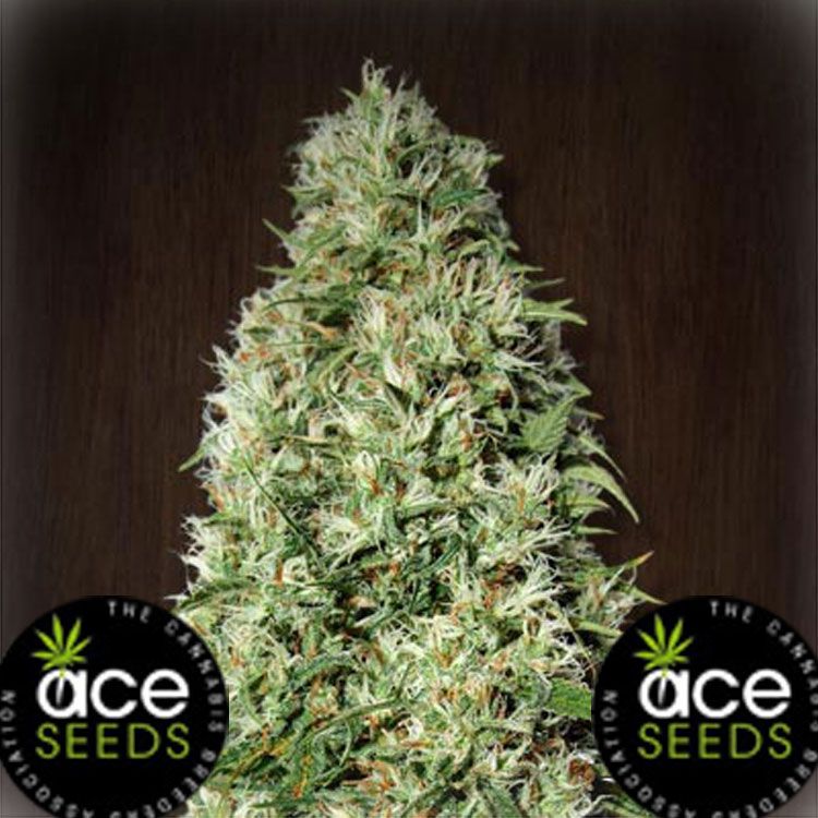 Dope Breeders - ACE SEEDS Orient Express Image