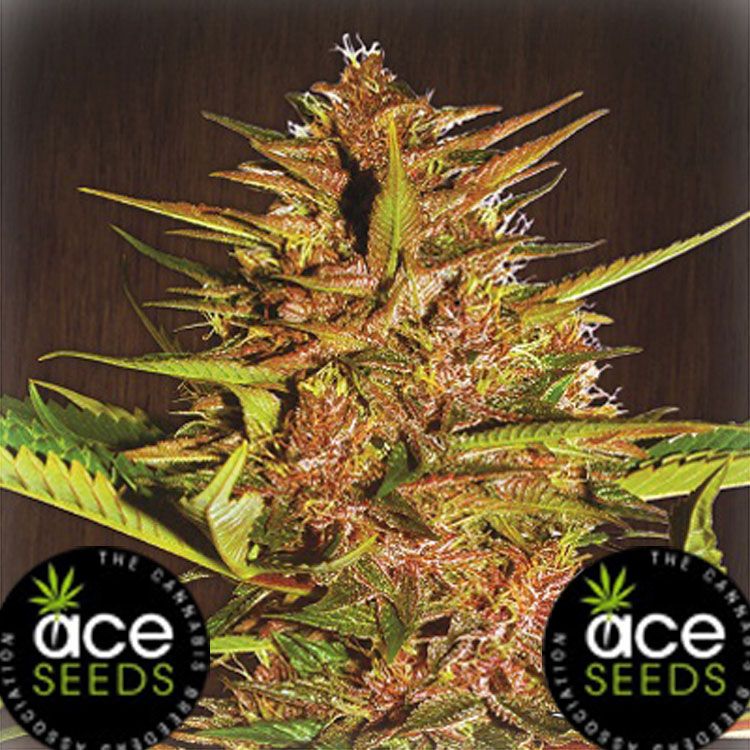 Dope Breeders - ACE SEEDS Pakistan Chitral Kush Image