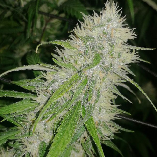 Dope Breeders - ACE SEEDS Panama A5 Haze Image