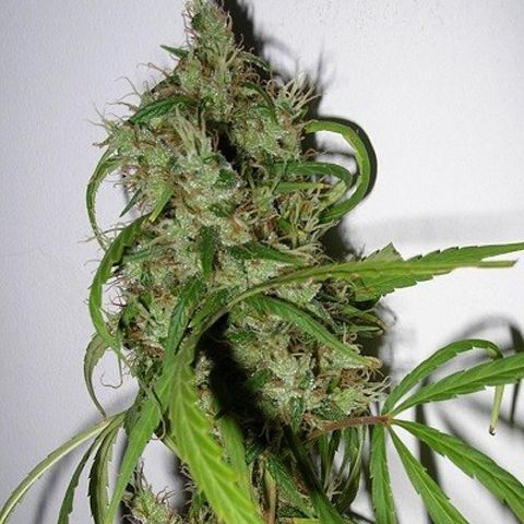 Dope Breeders - ACE SEEDS Panama Haze Image