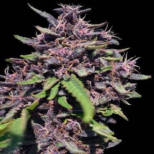 Dope Breeders - ACE SEEDS Panama x PCK Image