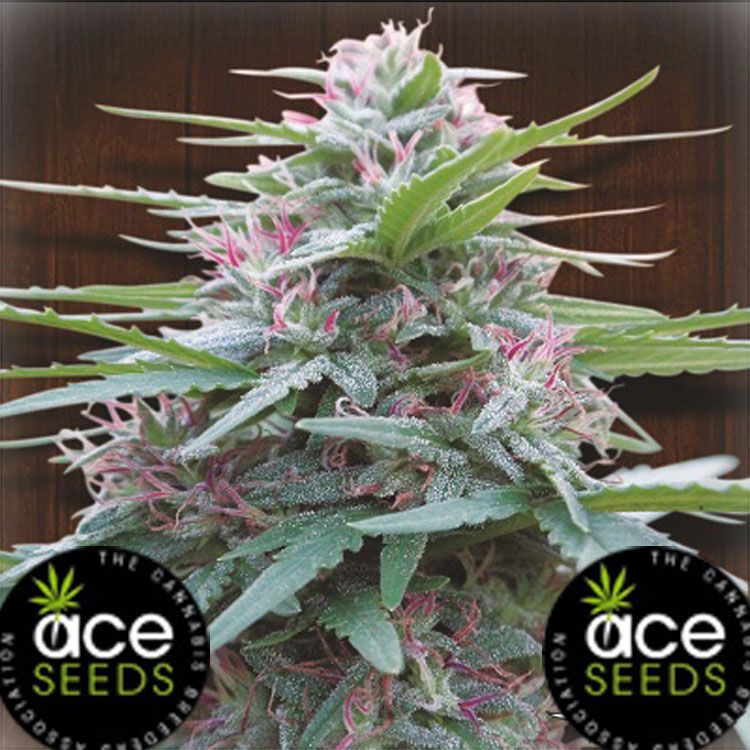 Dope Breeders - ACE SEEDS Panama Image