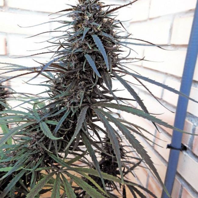 Dope Breeders - ACE SEEDS Purple Haze x Malawi Image